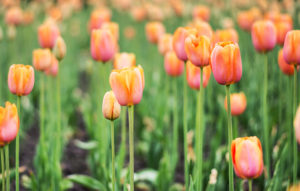 les-jardins-deau-dannevoie-en-fleurs