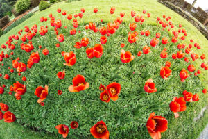 les-jardins-deau-dannevoie-en-fleurs