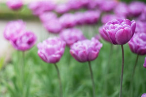 les-jardins-deau-dannevoie-en-fleurs