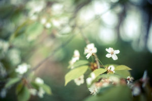 les-jardins-deau-dannevoie-en-fleurs