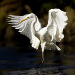 Aigrette-aux-jardins-deau-dannevoie