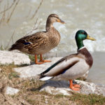 Canards-aux-jardins-deau-dannevoie