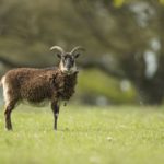 Mouton-Soay-aux-jardins-deau-dannevoie