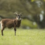 Mouton-soay-aux-Jardins-DEau-Dannevoie