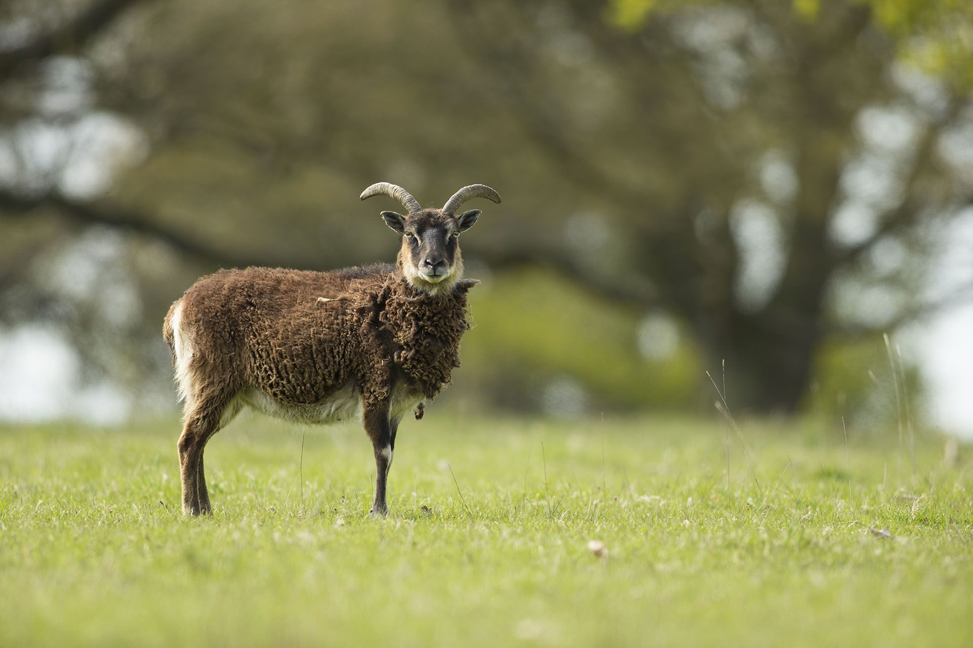 Mouton-soay-aux-Jardins-DEau-Dannevoie