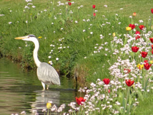 Les-Jardins-DAnnevoie-en-fleurs