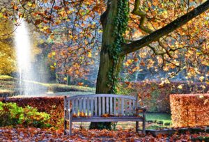 banc-bois-arbre-feuilles-mortes